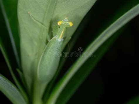 Macro Photo of Praying Mantis Camouflage on Green Leaf Stock Image ...