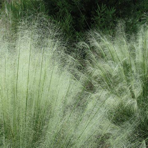 White Cloud Muhly Grass, Muhlenbergia | American Meadows