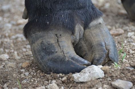 Does Cows Have Split Hooves - All About Cow Photos