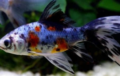 Shubunkin Goldfish - Goldfish - Carassius auratus | Tank Facts