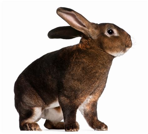 5 Unique Rabbit Breeds for International Rabbit Day | Pawsitively Pets