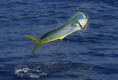 Dolphin (Mahi-mahi) Fishing in the Florida Keys