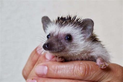 Hedgehog Litter Box Training: Doing It The Right Way