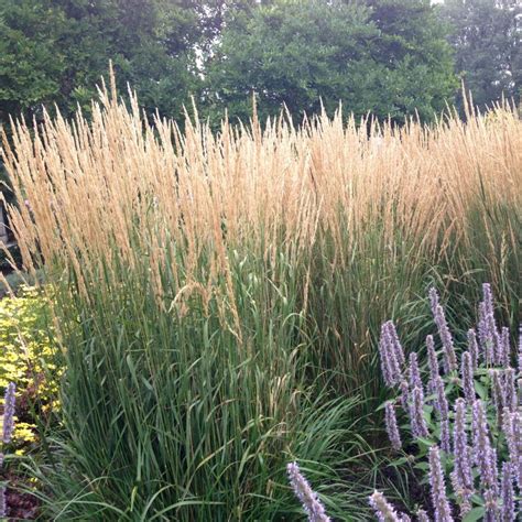 26 Types of Tall and Dwarf Ornamental Grasses with Pictures