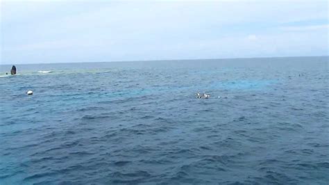 Snorkeling around North Rock, Bermuda - YouTube