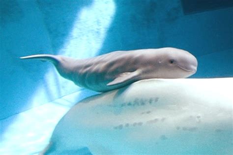 Bouncing Baby Beluga - ZooBorns