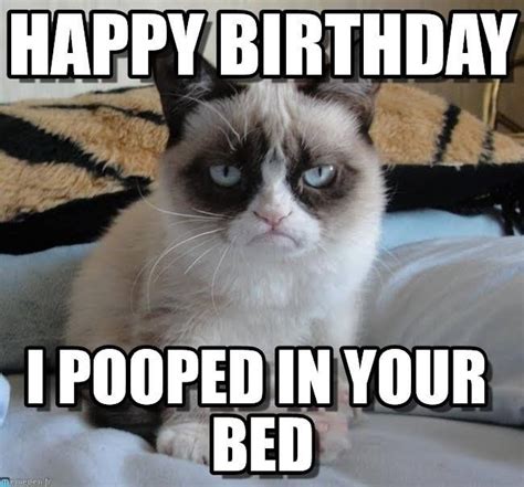 100 Best Happy Birthday Cat Memes & Images | Cat birthday memes, Grumpy ...