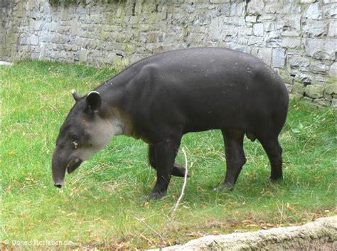 Habitat of a Tapir - The Tapir Movement