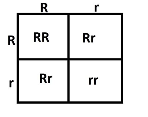 Codominance Punnett Square Examples - pic-cheerio