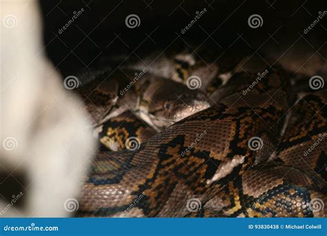 Reticulated python stock photo. Image of pattern, reticulated - 93830438