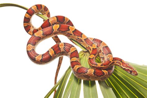 Red Rat Snake | Everglades National Park, Florida | Florida Landscape ...