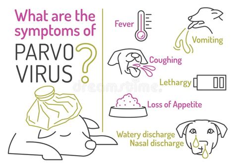 Parvovirus in Dogs. Symptoms of Parvo. Canine Gastrointestinal ...