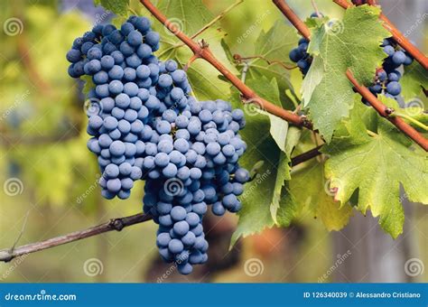 Graps of Nebbiolo in the Vineyard of Barolo Italy Stock Image - Image ...