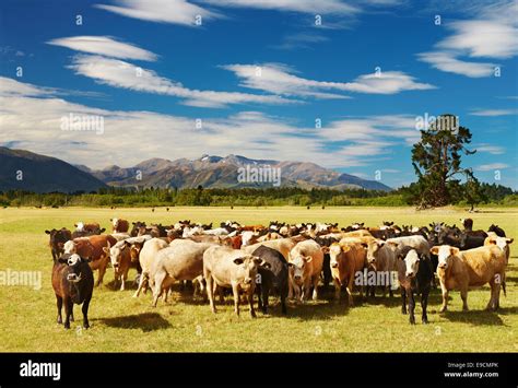 Dairy Farm New Zealand High Resolution Stock Photography and Images - Alamy