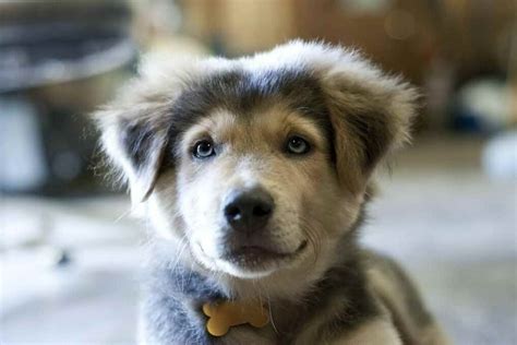 Why Golden Husky Mix Puppies Is the Best Dog for Family? 😍🐶 | PETSIDI