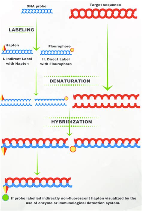 Fluorescent in situ hybridization | Download Scientific Diagram