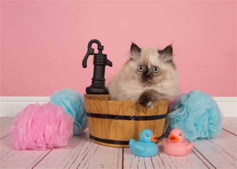 90+ Cute Persian Kitten A Bathing Stock Photos, Pictures & Royalty-Free ...