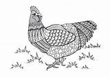 Chicken Coloring sketch template