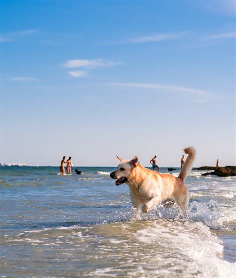 Premium Photo | Beautiful labrador dog having fun on the beach