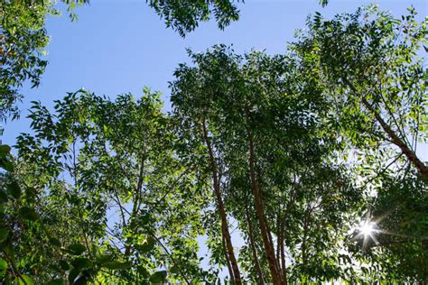 To restore Brazil’s Cerrado, planting trees is a bad option, experts say