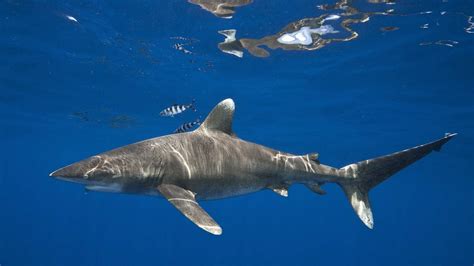 Key U.S. Pacific Fishery Council Takes Vital Step to Protect Oceanic Whitetip Sharks | The Pew ...