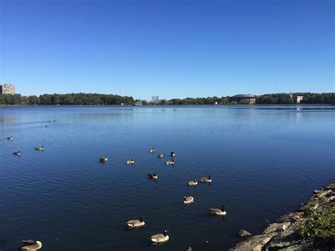 Day 22/19: chestnut hill reservoir with ducks and the downtown skyline in the background ...