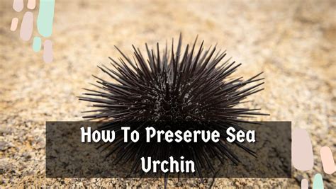 How To Preserve Sea Urchin (3 Easy Preservation Methods)