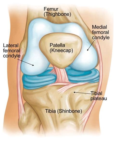 Condyle Anatomy Definition