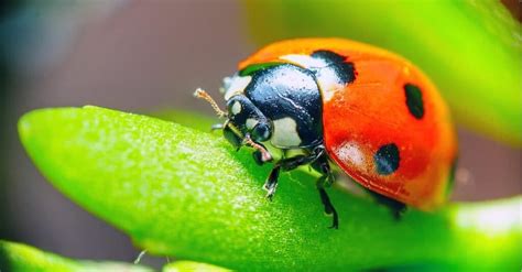 Ladybug Poop: Everything You've Ever Wanted to Know - A-Z Animals