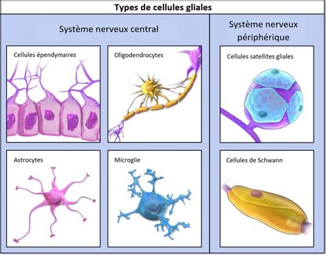 Les neuromythes : nous utilisons 10 % de notre cerveau - Pensée Artificielle