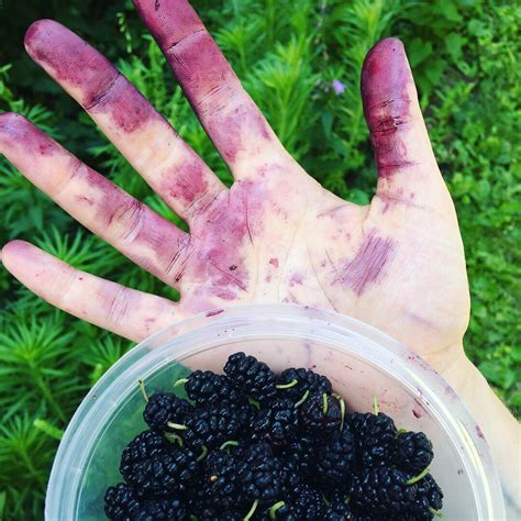 White Mulberry: It's Actually Usually Purple — Four Season Foraging