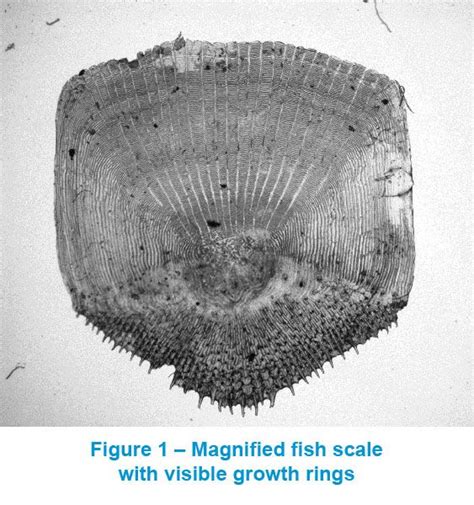 Analyzing Fish Scales Through Microscopy to Determine Aquatic Health Teledyne Lumenera | Fish ...