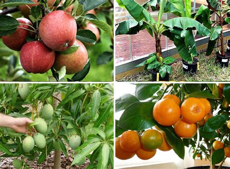 Top 10 Fruits to grow in containers | Top fruit plants | Fruit trees - Naturebring