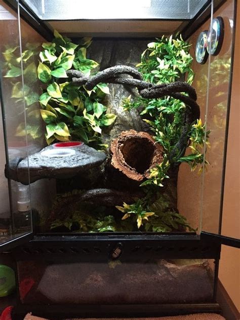 Crested Gecko Habitat Set up | Crested Gecko Terriaum Setup Enclosure