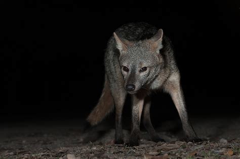 Crab-Eating Fox | Sean Crane Photography