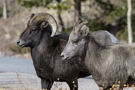 Bighorn Sheep Population: How Many Roam the World? - A-Z Animals