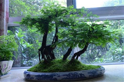 Metasequoia bonsai forest - neurolasopa