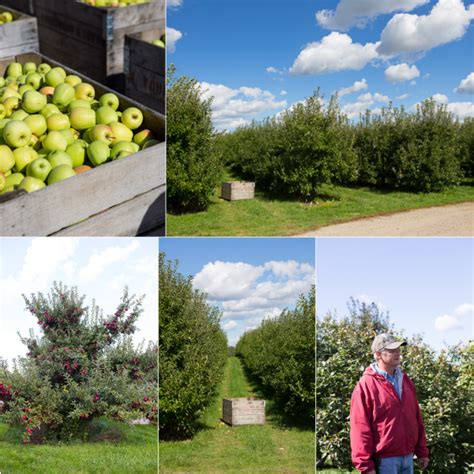 Michigan apple orchards