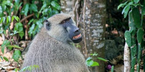 Meet one of the biggest monkeys on the planet. - The Dodo