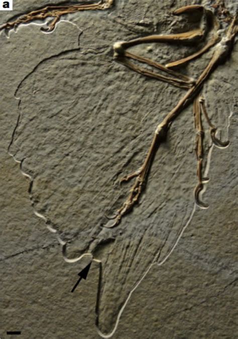 Archaeopteryx’s Feathery Legs Fuel Flightless Evolutionary Claims ...