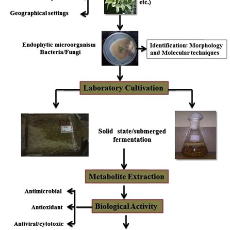 (PDF) Bioactive Secondary Metabolites From Endophytic Fungi