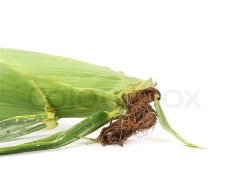 Fresh corn ear. Close up. Isolated on a ... | Stock image | Colourbox