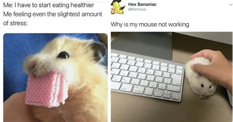 15 Wheel-y Funny Hamster Memes to Brighten Your Day - Animal Comedy ...