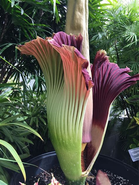 Aloha from Hawaii: The Rare, Giant corpse flower at Foster Botanical garden has bloomed