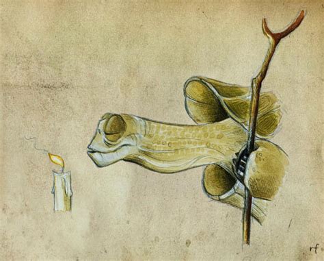 Oogway by Skia on DeviantArt