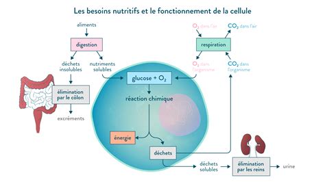 La circulation du sang et l'élimination des déchets : cours de 5eme