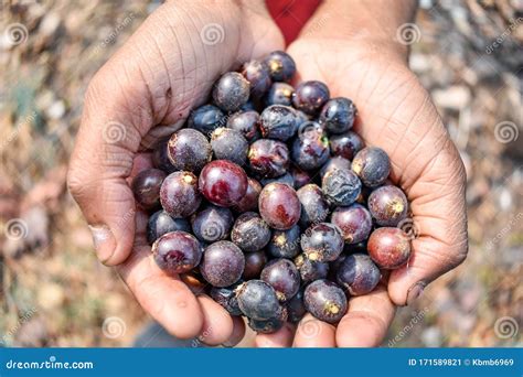 Indian Fruit Char Raw Fruits Also Know As Buchanania Lanzan Close Full Frame Health Forest ...