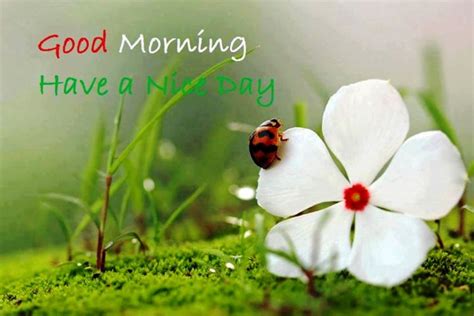 Good Morning Wishes Pictures, Images - Page 55