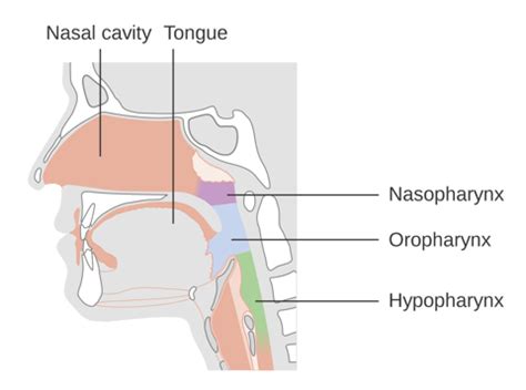 Hypopharynx Cancer: Symptoms, Causes, and Treatment Options | Onkoloji Doktorum