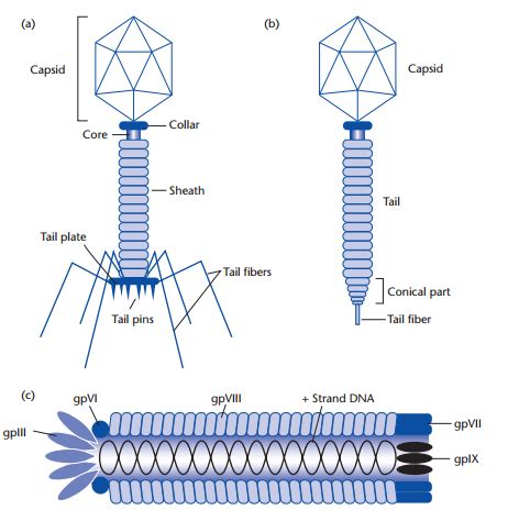 Bacteriophage T4 Structure